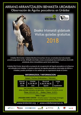 Afrikatik itzulitako arrano arrantzaleak behatzeko doako irteerak antolatu ditu ekainean hasita Urdaibai Bird Centerrek