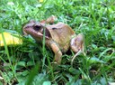 Anfibioen gaineko ikerketa, kudeaketa eta dibulgazioa lehenbailehen sustatu behar direla diote adituek
