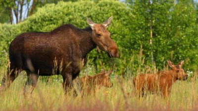 Animalia basatiak ugaritzen ari dira Txernobyl inguruan