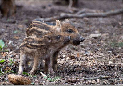 Animalien Aurkako Tratu Txarrari buruzko Jardunaldia ospatuko da martxoaren 15ean