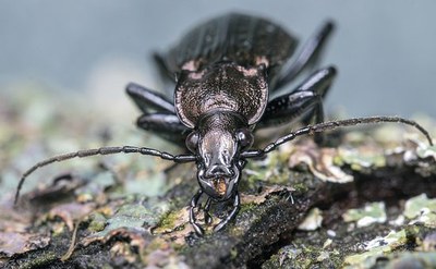 Aranzadi Zientzia Elkarteak Entomologia Sailean praktikak egiteko deialdia egin du