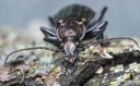 Aranzadi Zientzia Elkarteak Entomologia Sailean praktikak egiteko deialdia egin du