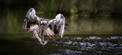 Arrano arrantzalea zuzenean behatzeko webcama ezarri dute Urdaibai Bird Centerren