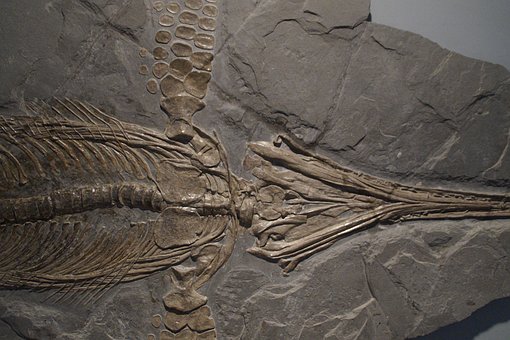 Aztarnategi paleontologikoen lehen katalogo digitala osatzen ari dira