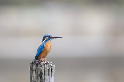 Boluntariotza-programa deitu du udarako Urdaibai Bird Centerrek