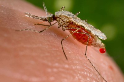 Eltxo transgenikoak sortu dituzte malariari aurre egiteko