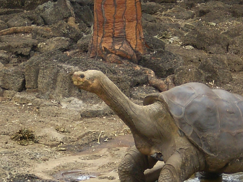 Galapagoetako azken dortoka erraldoiaren oinordekoak