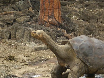 Galapagoetako azken dortoka erraldoiaren oinordekoak