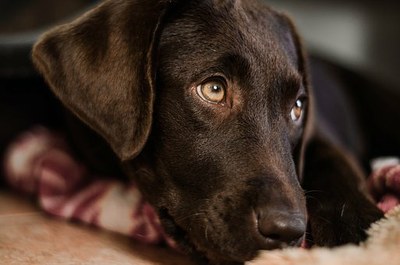 Gazteen suizidioa prebenitzeko animaliek lagundutako psikoterapian oinarritutako programa garatuko dute