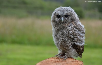 Hegazti guztiek behar dute gizakion laguntza?, Urubien arazoa kontatu dute Urdaibai Bird Centerreko adituek