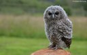 Hegazti guztiek behar dute gizakion laguntza?, Urubien arazoa kontatu dute Urdaibai Bird Centerreko adituek