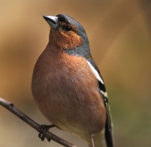 Hegaztien astea ospatuko dute irailaren 29tik urriaren 5era