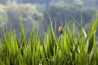 Hegaztien eraztunketa zientifikoa nola egiten den erakutsiko dute Urdaibai Bird Centerren larunbatean