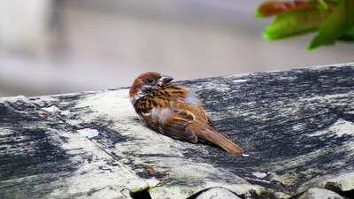 Hildako edo zauritutako animalien datuak eskuratzeko laguntza eskatu du Aranzadi Zientzia Elkarteak