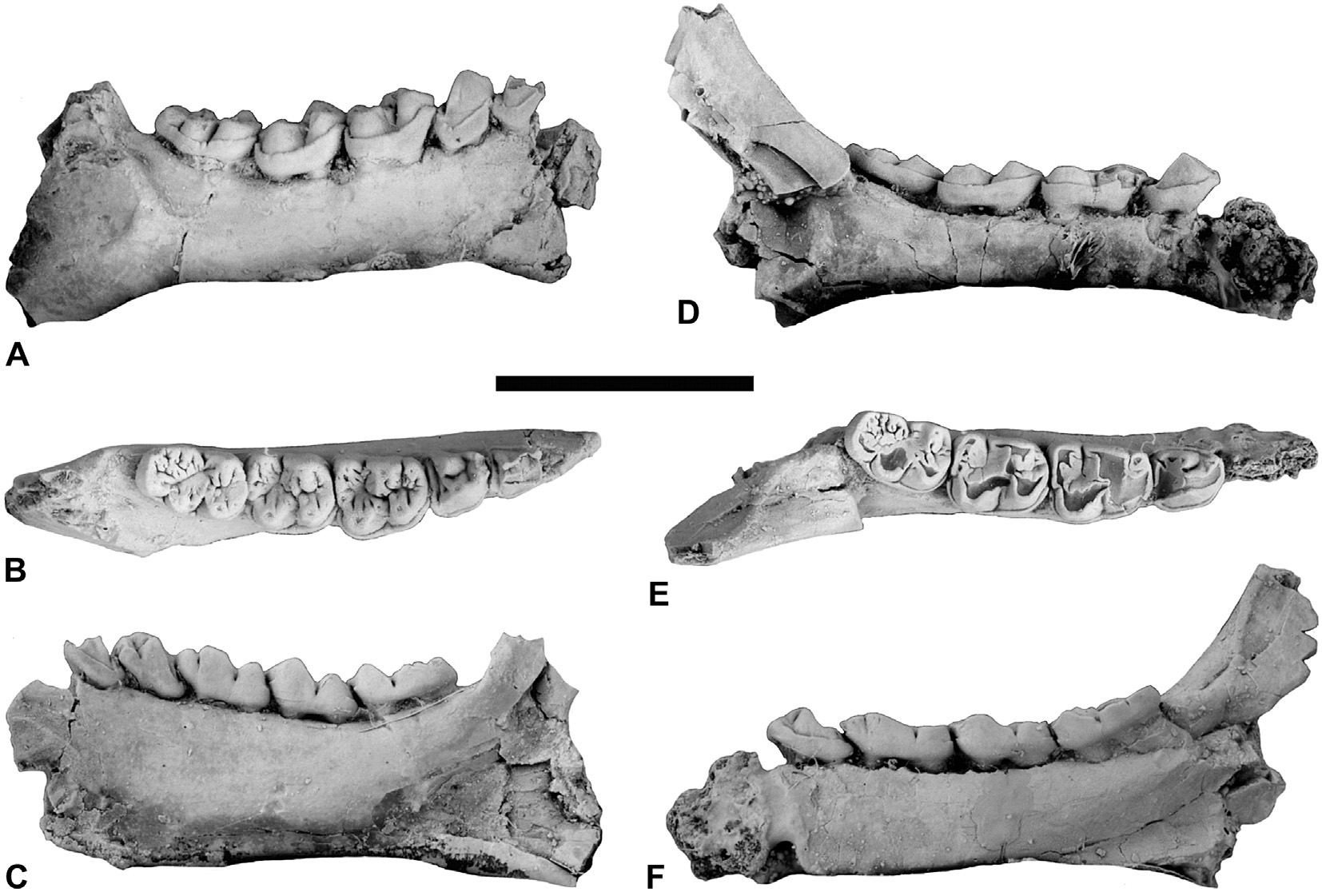 Araban aurkitutako "Microchoerus" primatearen aurkikuntzak Europar kontinenteko eta penintsulako ugaztunen arteko lotura baieztatu du