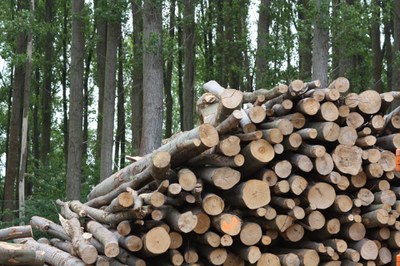Nafarroako biomasa energia jasangarri bezala erabiltzeko proposamena