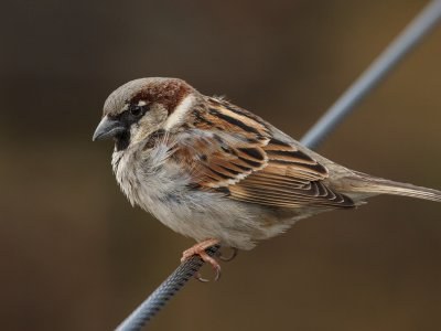 Ornitho.eus zientzia herritarra sustatzen duen plataforma