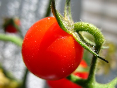 UPV/EHUko IbeA ikerketa-taldearen arabera tomateak kutsatzaile metalikoetatik salbu geratzen dira 