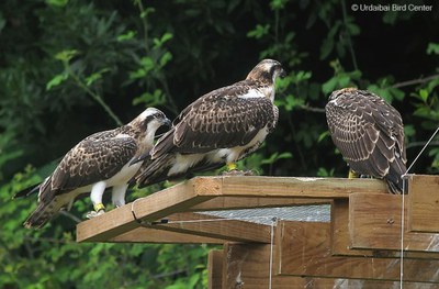 Urdaibai Bird Centerrek arrano arrantzalearen berreskurapeneko proiektuan parte hartu nahi dutenentzako praktiketarako deialdia egin du